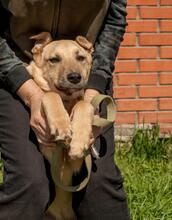 BELLA, Hund, Mischlingshund in Ukraine - Bild 4