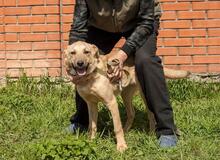 BELLA, Hund, Mischlingshund in Ukraine - Bild 5