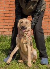 BELLA, Hund, Mischlingshund in Ukraine - Bild 7