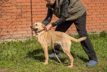 BELLA, Hund, Mischlingshund in Ukraine - Bild 8