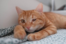 MERIDA, Katze, Europäisch Kurzhaar in Zypern - Bild 1