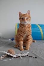 MERIDA, Katze, Europäisch Kurzhaar in Zypern - Bild 2