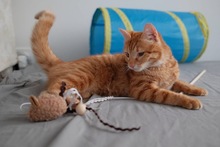 MERIDA, Katze, Europäisch Kurzhaar in Zypern - Bild 3