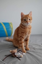 MERIDA, Katze, Europäisch Kurzhaar in Zypern - Bild 4