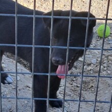 CARMEN, Hund, Mischlingshund in Ungarn - Bild 3