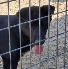CARMEN, Hund, Mischlingshund in Ungarn - Bild 4