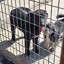 CARMEN, Hund, Mischlingshund in Ungarn - Bild 5