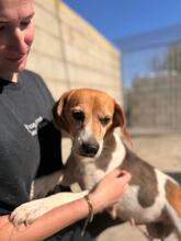 TALA, Hund, Beagle in Spanien - Bild 1