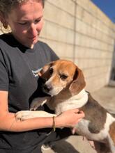 TALA, Hund, Beagle in Spanien - Bild 2