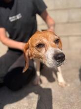 TALA, Hund, Beagle in Spanien - Bild 3