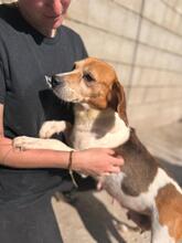 TALA, Hund, Beagle in Spanien - Bild 4