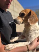 TALA, Hund, Beagle in Spanien - Bild 5