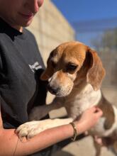 TALA, Hund, Beagle in Spanien - Bild 6