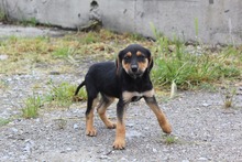 SHIREEN, Hund, Mischlingshund in Griechenland - Bild 1