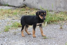 SHIREEN, Hund, Mischlingshund in Griechenland - Bild 2
