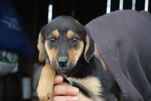 SHIREEN, Hund, Mischlingshund in Griechenland - Bild 3