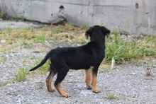 SHIREEN, Hund, Mischlingshund in Griechenland - Bild 4