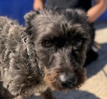 TOMMY, Hund, Mischlingshund in Spanien - Bild 1