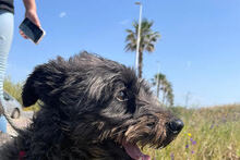 TOMMY, Hund, Mischlingshund in Spanien - Bild 2