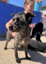 TOMMY, Hund, Mischlingshund in Spanien - Bild 3