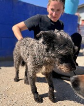 TOMMY, Hund, Mischlingshund in Spanien - Bild 4