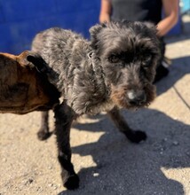 TOMMY, Hund, Mischlingshund in Spanien - Bild 5