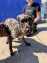 TOMMY, Hund, Mischlingshund in Spanien - Bild 6