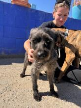 TOMMY, Hund, Mischlingshund in Spanien - Bild 7