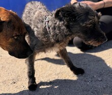 TOMMY, Hund, Mischlingshund in Spanien - Bild 8