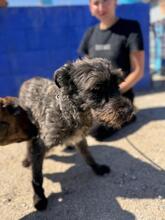 TOMMY, Hund, Mischlingshund in Spanien - Bild 9