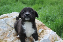 EMMA, Hund, Mischlingshund in Griechenland - Bild 1