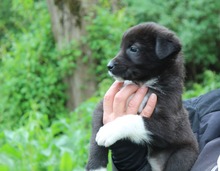 EMMA, Hund, Mischlingshund in Griechenland - Bild 3