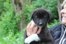 EMMA, Hund, Mischlingshund in Griechenland - Bild 4
