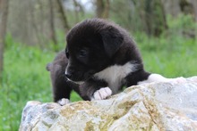 EMMA, Hund, Mischlingshund in Griechenland - Bild 5