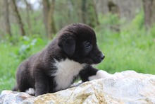 EMMA, Hund, Mischlingshund in Griechenland - Bild 6