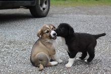 EMMA, Hund, Mischlingshund in Griechenland - Bild 7
