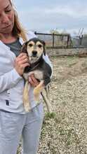 SORAYA, Hund, Mischlingshund in Bulgarien - Bild 1