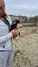 SORAYA, Hund, Mischlingshund in Bulgarien - Bild 2