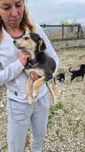 SORAYA, Hund, Mischlingshund in Bulgarien - Bild 3