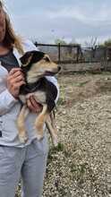 SORAYA, Hund, Mischlingshund in Bulgarien - Bild 5