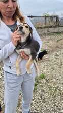 SORAYA, Hund, Mischlingshund in Bulgarien - Bild 6