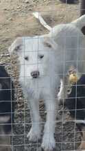 NANUK, Hund, Mischlingshund in Bulgarien - Bild 1