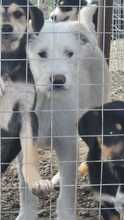 NANUK, Hund, Mischlingshund in Bulgarien - Bild 2