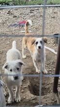 NANUK, Hund, Mischlingshund in Bulgarien - Bild 3