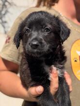 BAGHEERA, Hund, Wasserhund-Mix in Spanien - Bild 1