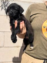 BAGHEERA, Hund, Wasserhund-Mix in Spanien - Bild 2