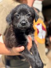 BAGHEERA, Hund, Wasserhund-Mix in Spanien - Bild 3