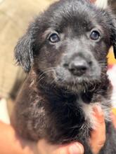 BAGHEERA, Hund, Wasserhund-Mix in Spanien - Bild 4