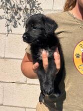 BAGHEERA, Hund, Wasserhund-Mix in Spanien - Bild 5