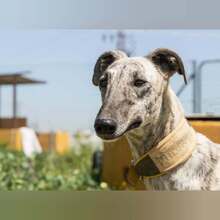 MILONGA, Hund, Galgo Español in Spanien - Bild 1